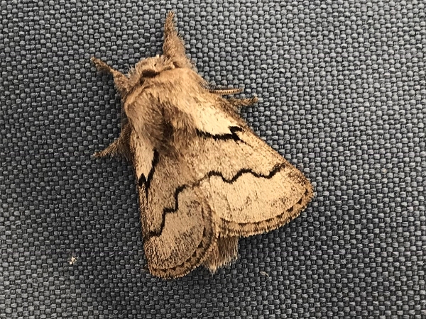 Een motje tegen de parasol